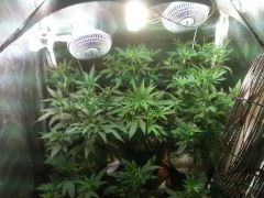 1 mes vega clones apos transplante