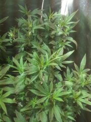 1 mes vega clones apos transplante