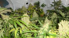 Foto final do primeiro cultivo Northern Ligths