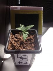 LowRider #2 Fem Auto