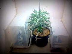 CLONES! Madre Clone de uma Shiva Skunk