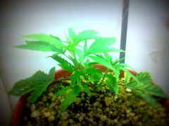 1º CLONE: SHIVA SKUNK