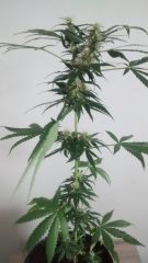 sativa 5 buds