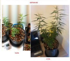 sativa 2 comparacao