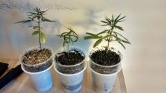 clones sativas