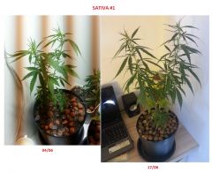 sativa 1 comparacao