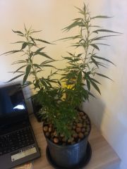 sativa #2 17.06