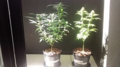 tramuntana e lemon haze, banho de sol