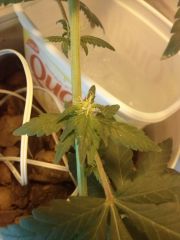 WHITE WIDOW FOTO 04/08