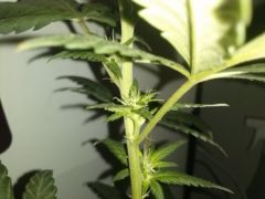 WHITE WIDOW FOTO 29/07