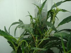 DSC06660