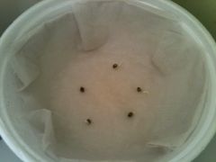 Seeds Germinando