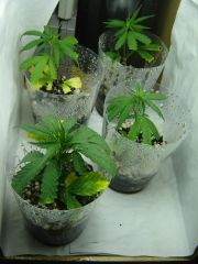 clones 02 04 14