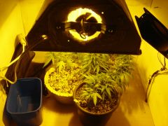 grow florindo 3