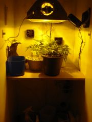 grow florindo 2