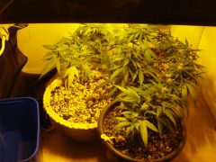 grow florindo 1