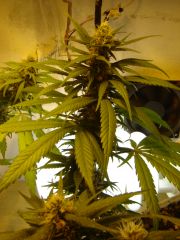 grow flora 31-10-2014 bud sativa