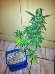 Flying Skunk 11 semanas