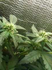 White Widow  #2 - 2 TOP - 03/04/2014