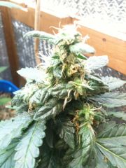 White Widow #1 - TOP - 03/04/2014