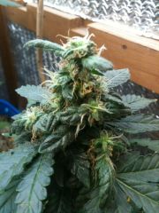 White Widow #1 - TOP - 03/04/2014