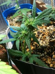 White Widow #2 TOP que quebrou e foi replantado.