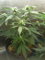 White Widow  #2 - 03/04/2014