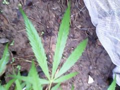 folha Sativa