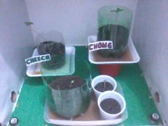 grow pronto4