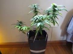 DSC01540