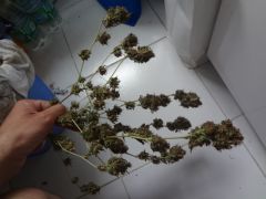 DSC02230