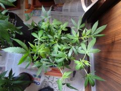 DSC01695.JPG