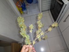DSC03408
