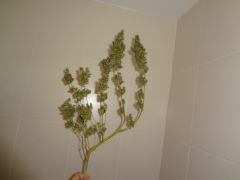 DSC02083