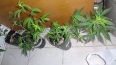 DSC03605