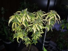 DSC01938