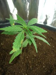 Time-lapse 92