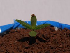 Time-lapse 6