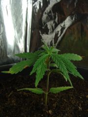 Time-lapse 121