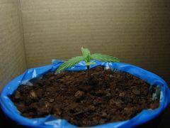 Growroom box 7