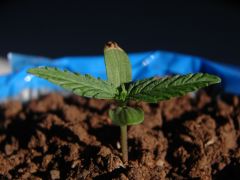 Time-lapse 12
