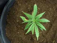 Time-lapse 84