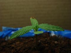 Growroom box 8