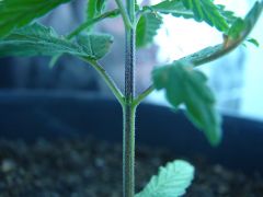 Time-lapse 131