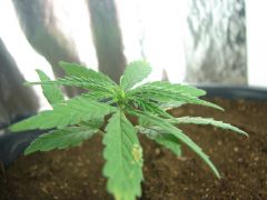 Time-lapse 102