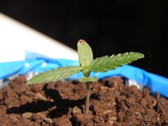 Time-lapse 16