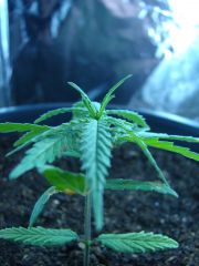 Time-lapse 134