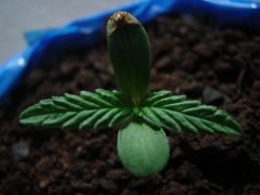 Time-lapse Plantinha 4