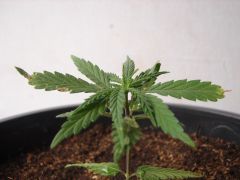 Time-lapse 117