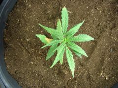 Time-lapse 96
